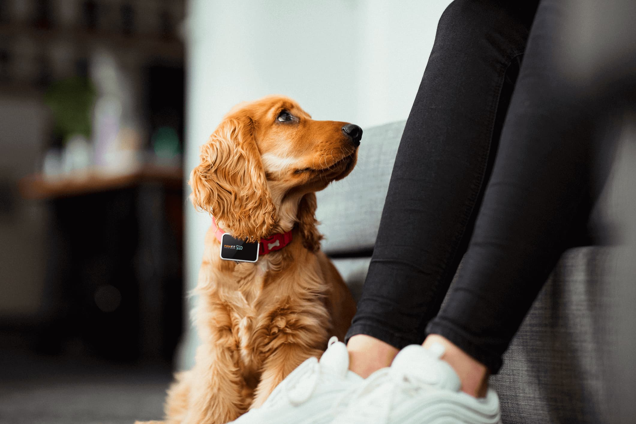 a dog wearing Pawfit dog tracker