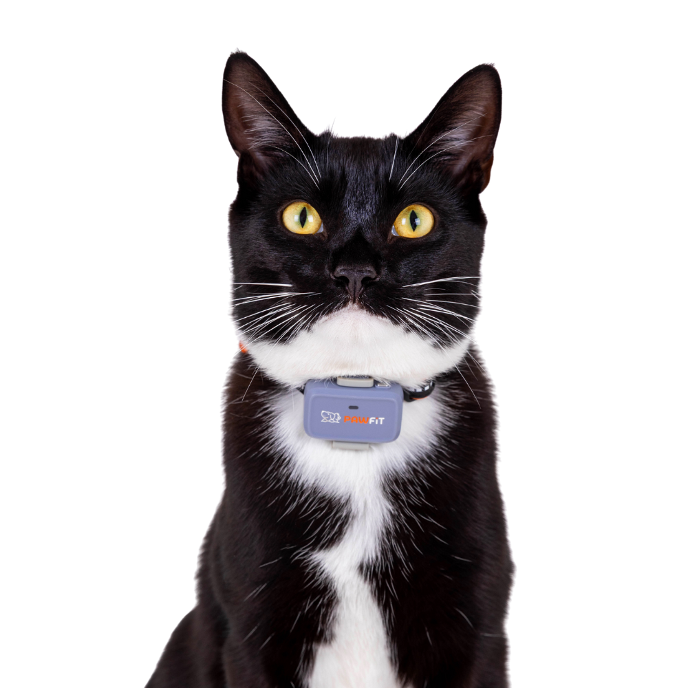 Pawfit Lite Cat