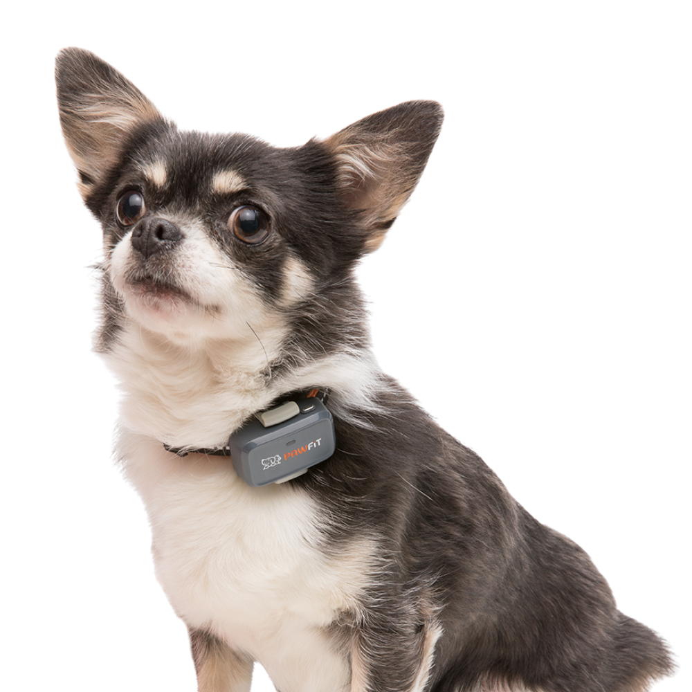 Pawfit Lite Dog