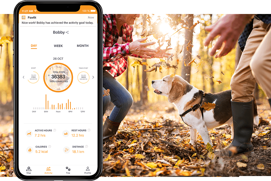 pawfit dog tracker