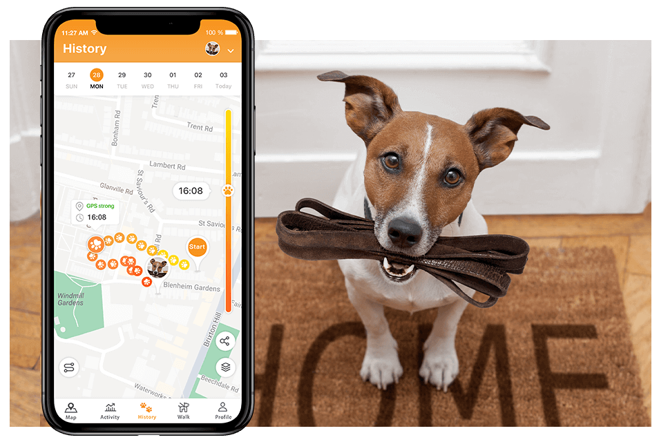 pawfit dog tracker