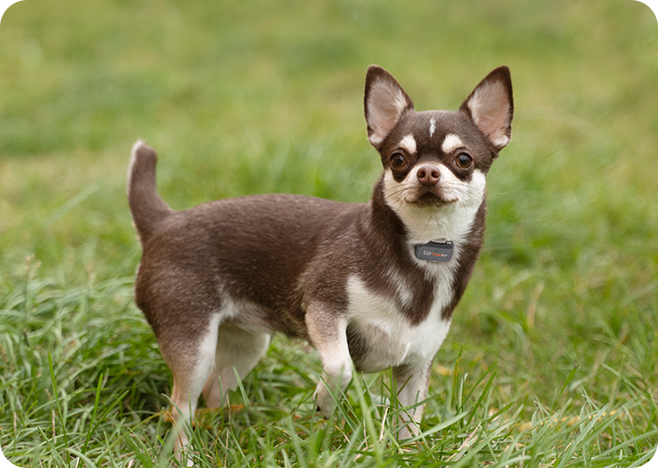 Dog wearing GPS tracker
