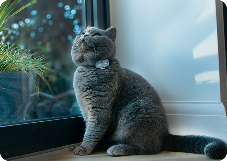 Cat wearing GPS tracker