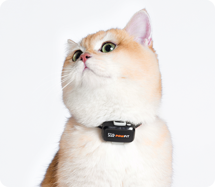 Cat with Pawfit Lite