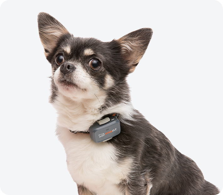 Dog with Pawfit Lite