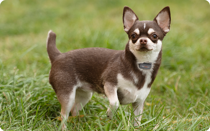 Dog wearing GPS tracker