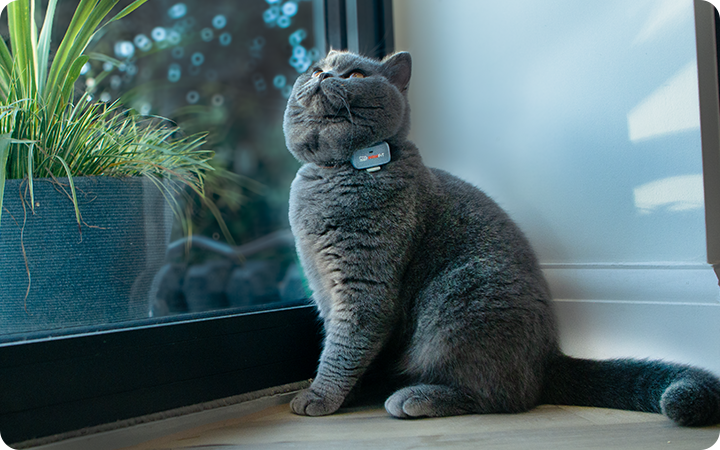 Cat wearing GPS tracker