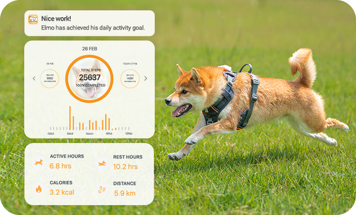 What can Pawfit do when you take your pet out for fun?