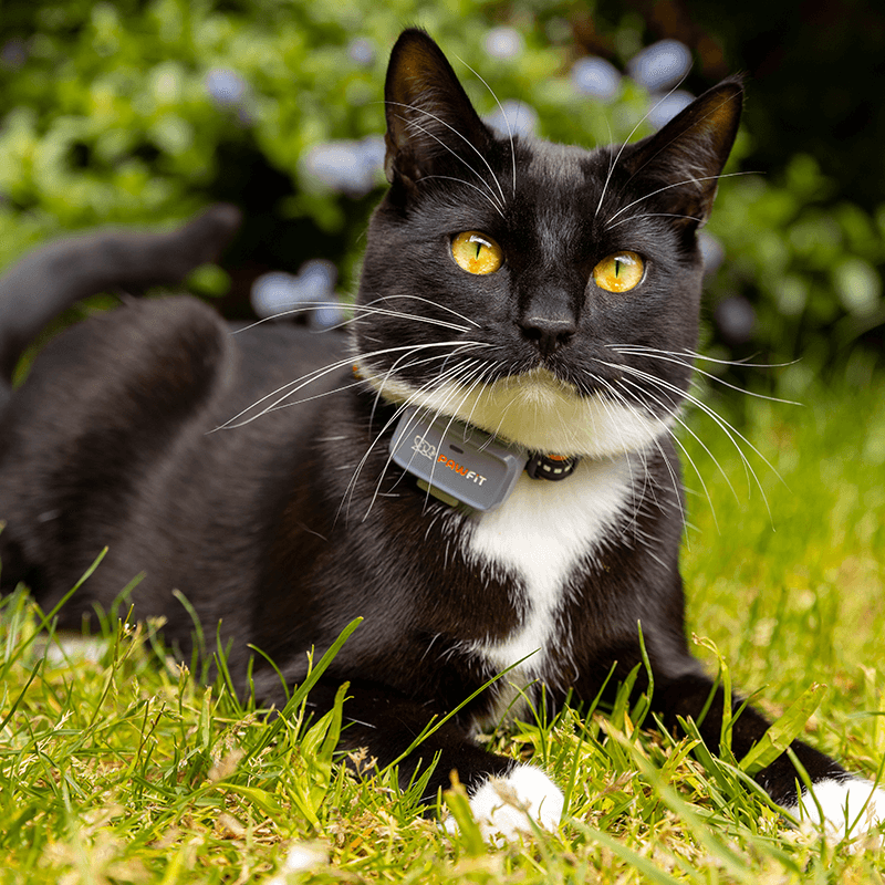Pawfit Lite GPS tracker for cats