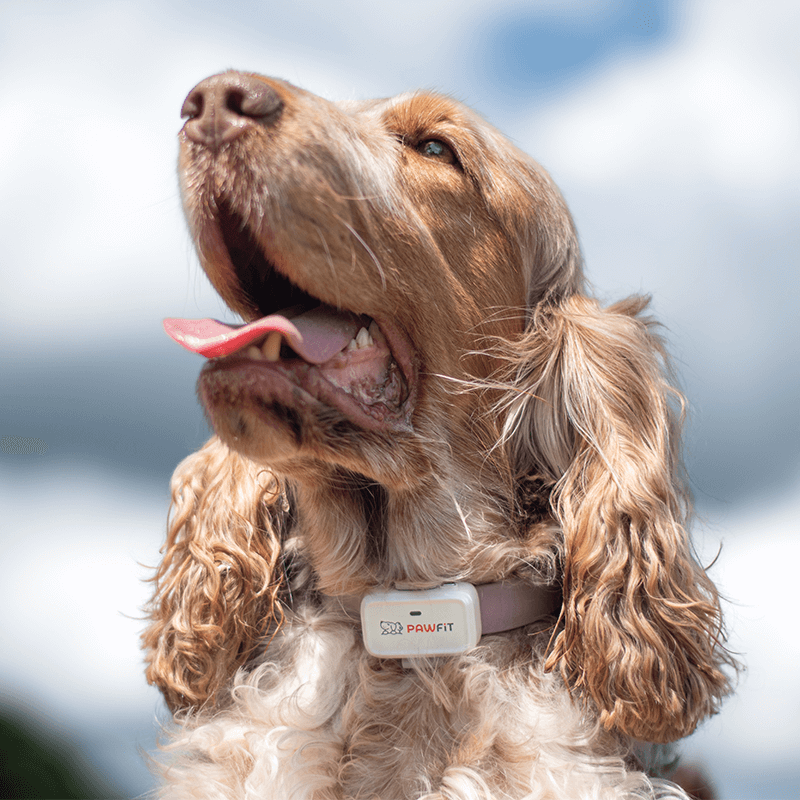 Pawfit Lite GPS tracker for dogs
