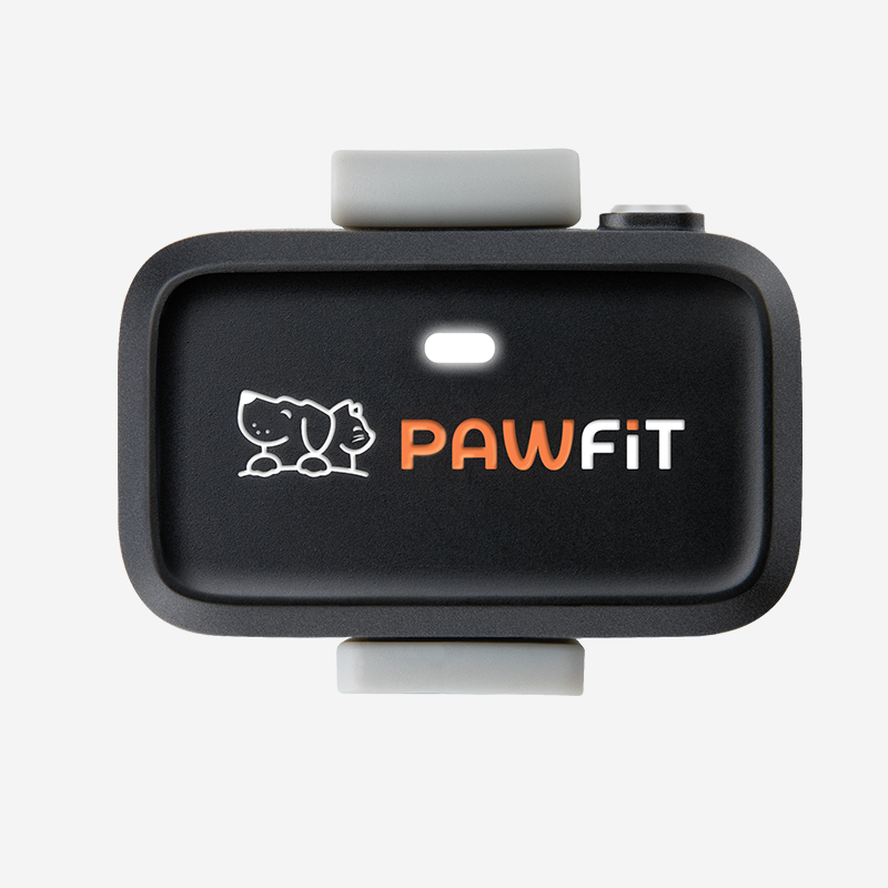 Pawfit GPS location tracker for Cats with activity monitoring