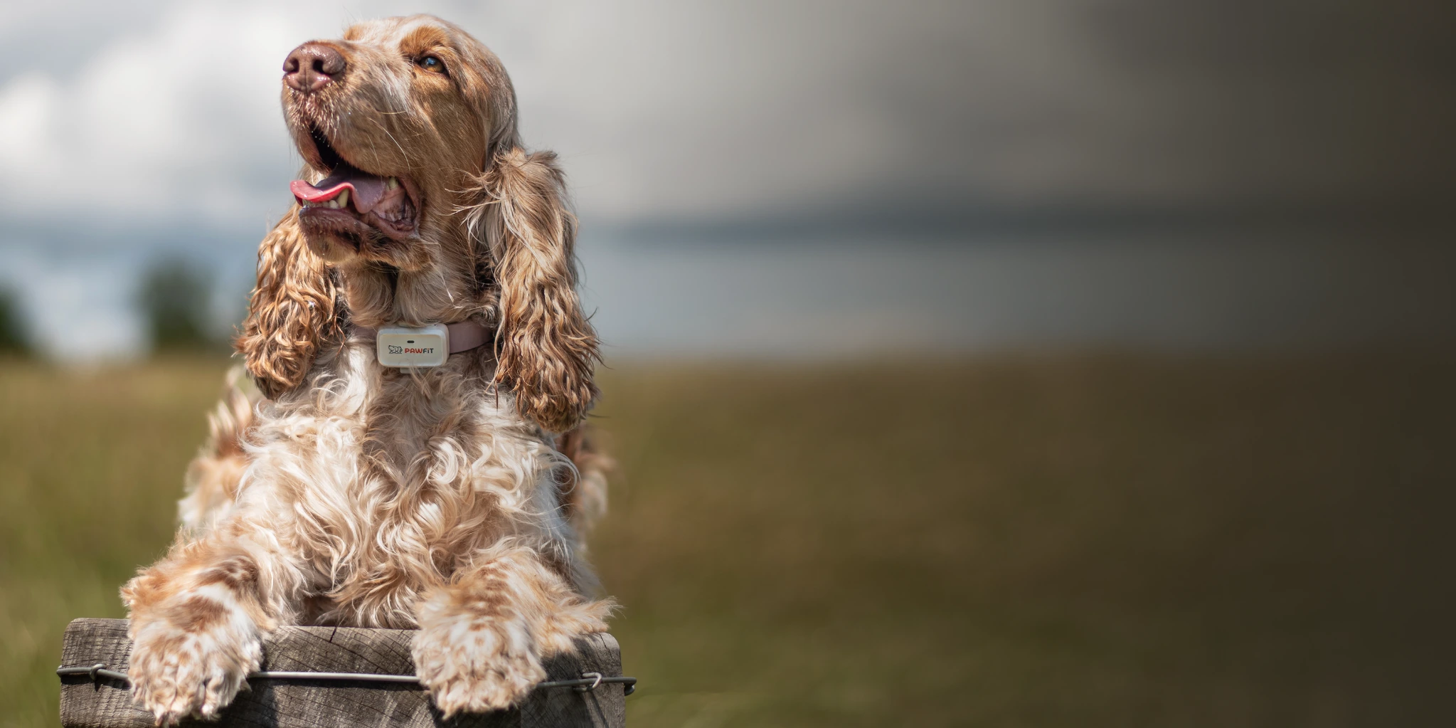 NEW Pawfit Lite for dogs GPS trackers